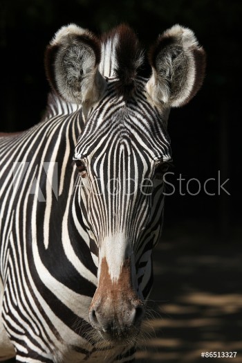 Picture of Grevys zebra Equus grevyi also known as the imperial zebra